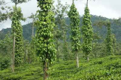 Tee- und Pfefferplantage in Vantiperiyar, name Kumali (Indien/Südindien/Kerala)