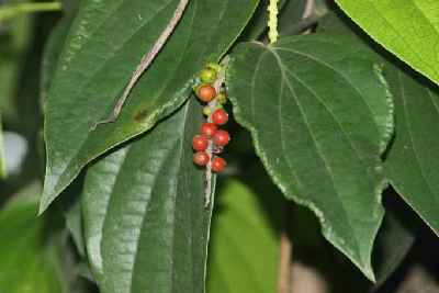 Piper nigrum: Ripe black pepper berries