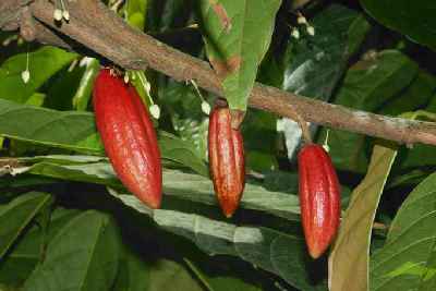 Theobroma cacao: Kakao tree fruits