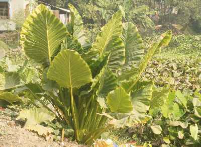 Alocasia macrorrhizos: Giant Taro plant called Kochu in Bengali 