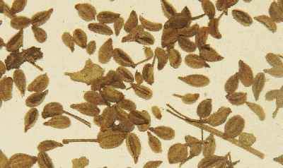 Bengali/Bangladeshi Spice: Radhuni (Trachyspermum roxburghianum) seeds 