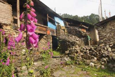 Digitalis purpurea (Foxglove) growing in Tarke Gyang (Sherpa village in Helambu, Nepal)