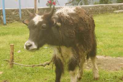 Gauri (yak cow hyrid) baby in Tarke Ghyang (Sherpa village in Helambu, Nepal)