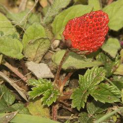 Wild Himalayan strawberry (Frangaria spp, Rosaceae), Helambu (Himalaya, Nepal)