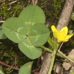 Trifolium repens: Four-leaf clover (Fabaceae), Helambu (Himalaya, Nepal)
