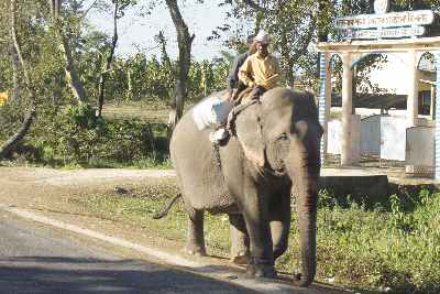 Agricultural trained elephant, near Tezpur, Assam (India)