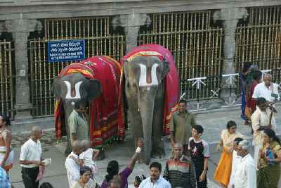 Ceremonial Elephant in the Sri Venkateshwara Temple Tirumala, Andhra Pradesh, India