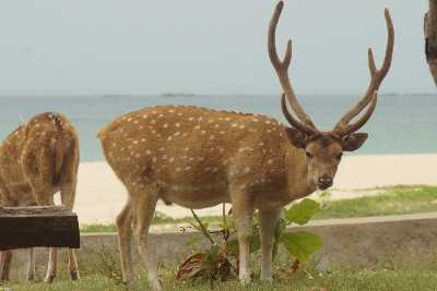 Spotted deer (Axis axis) in Trincomalee (Trinco, Tirukonamalai), Eastern Sri Lanka
