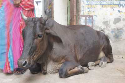 Urban Indian Holy cow in Varanasi, Uttar Pradesh, India