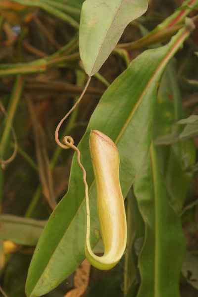 Foliage, tendrils and traps of Nepenthes khasiana (Indian Pitcher Plant) near Baghmara (South Garo Hills)